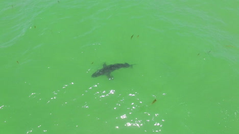 Vista-Aérea-Over-A-Great-White-Tiburón-Swimming-Offshore-Along-The-California-Coast