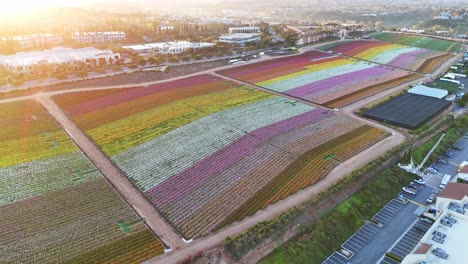 Farbenfrohe-Luftaufnahme-Der-Blumenfelder-Von-Carlsbad-Bei-Sonnenuntergang