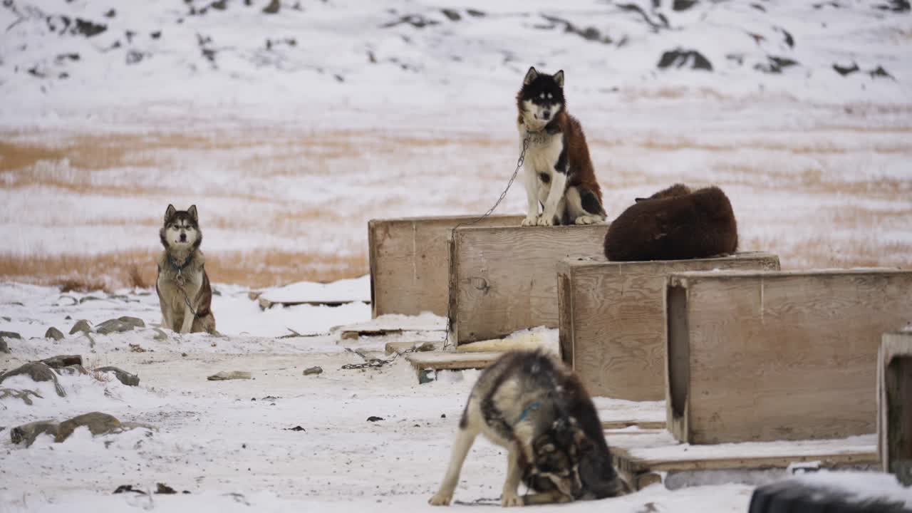 그들의 집에서 쳐다보는 허스티