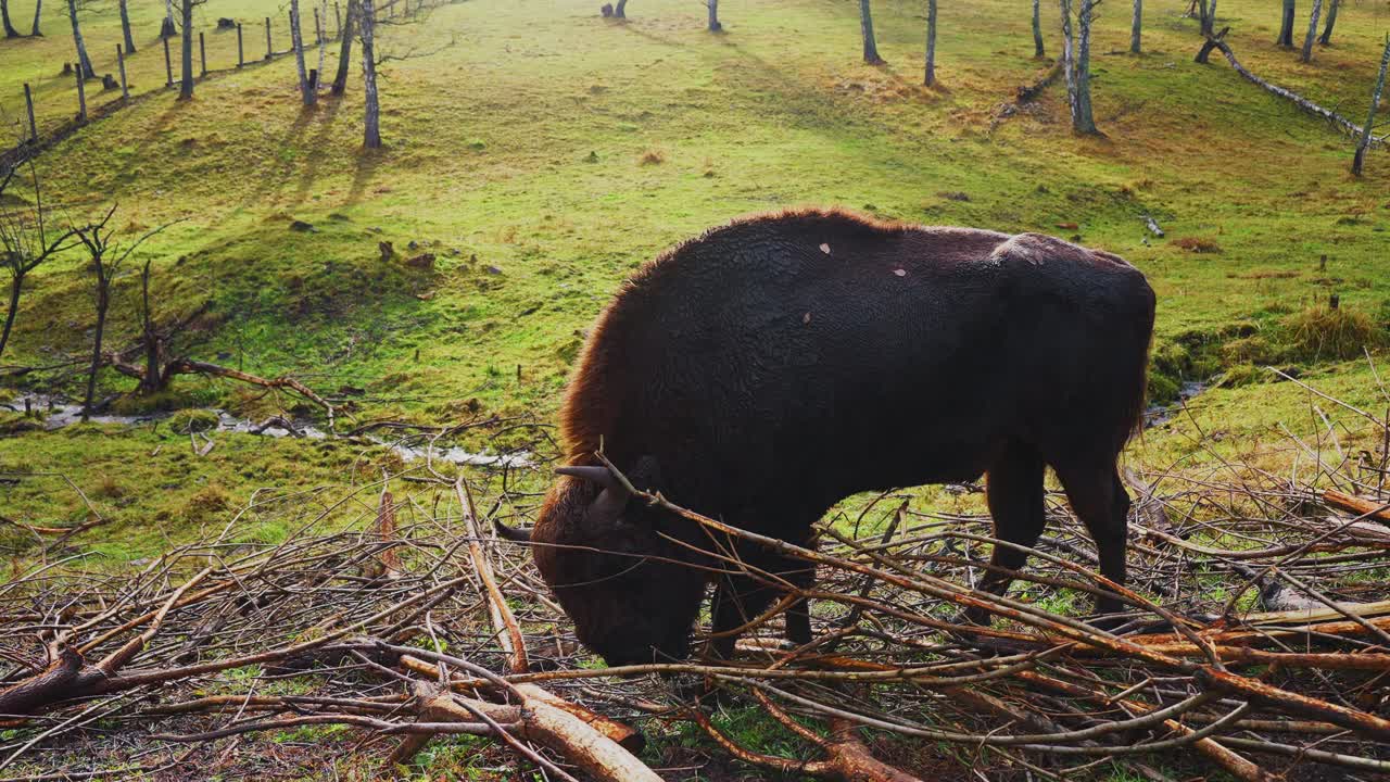 European Bison Feeding in a Meadow