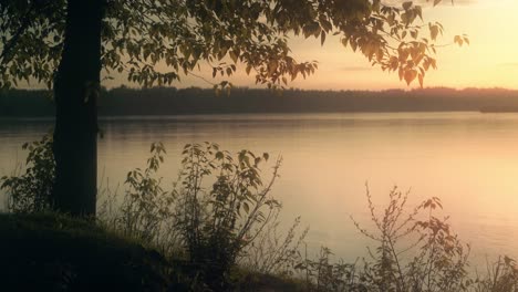 tree and river at sunset