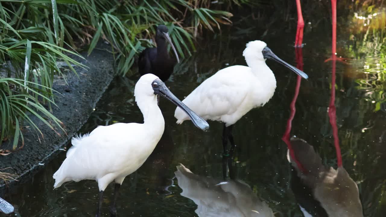 습지 환경에서 상호 작용하는 두 개의 스빌