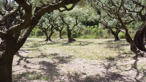 nice shot of olive trees in a small forest in france