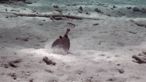 spotted boxfish digging for food