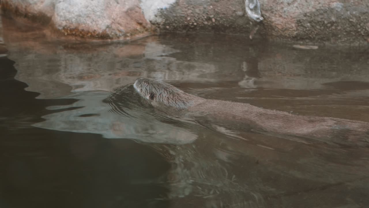 Lontra che nuota al rallentatore.