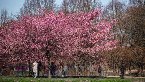 flor de cerezo en el centro de riga, letonia, vista en lapso de tiempo