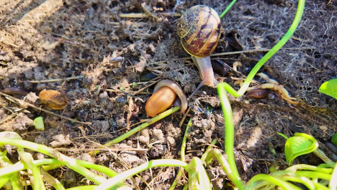 Macro shot on soil shows grass, slugs, woodlice, and snails in rich detail and natural light.