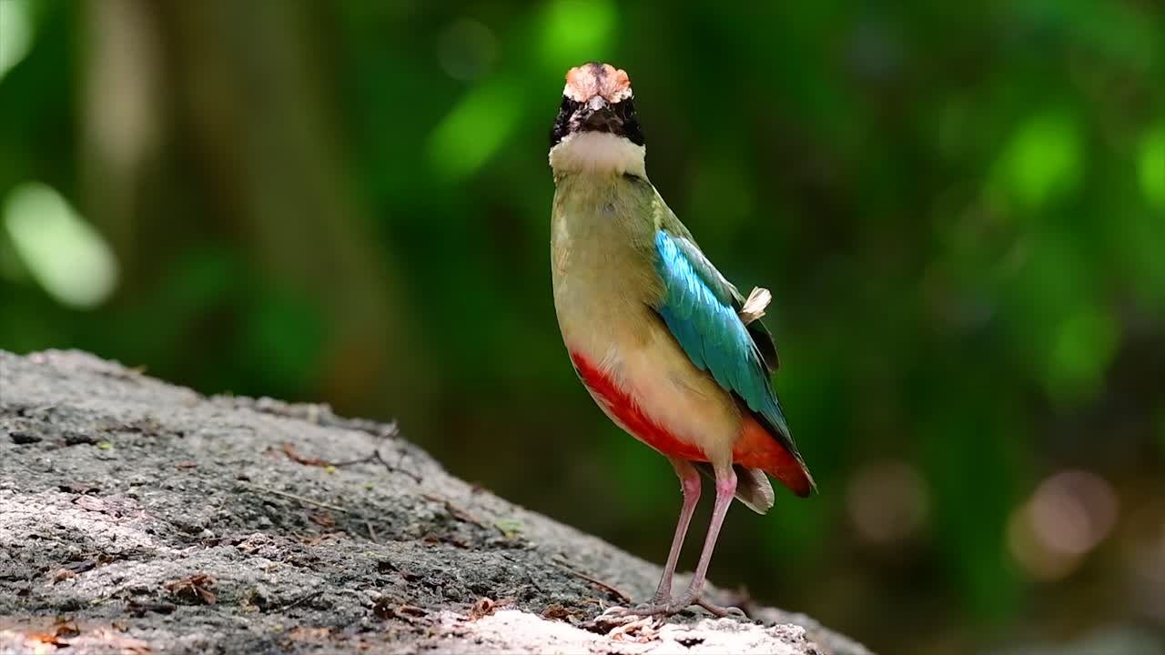 uno de los pittas más buscados y catalogado como una especie vulnerable