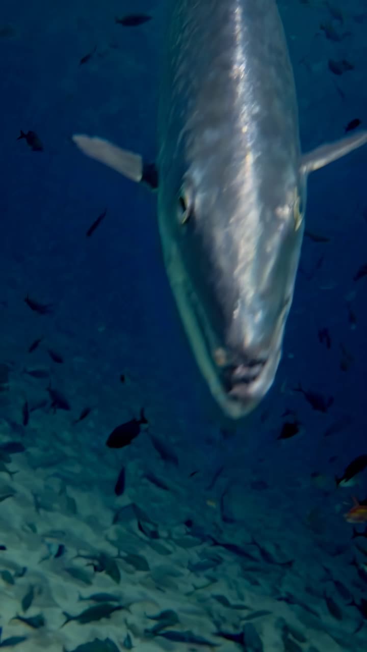 Underwater video capturing a close-up, front-facing angle of a large fish swimming