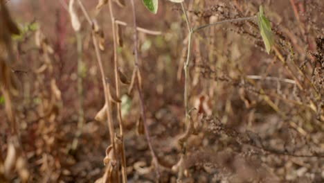 Mature-organic-soy-bean-plants-on-field-ready-for-harvest