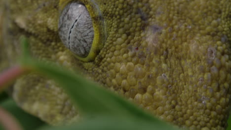 Macro-close-up-of-gecko-eyes---amazing-lizard-animal