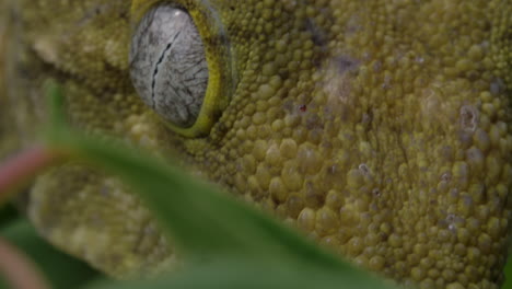 Macro-Primer-Plano-De-Los-Ojos-De-Gecko---Asombroso-Animal-Lagarto