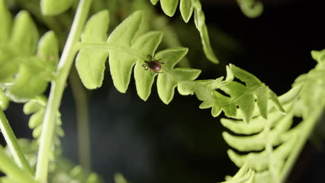 under leaf view of ectoparasitic tick on green fern waiting for passing host