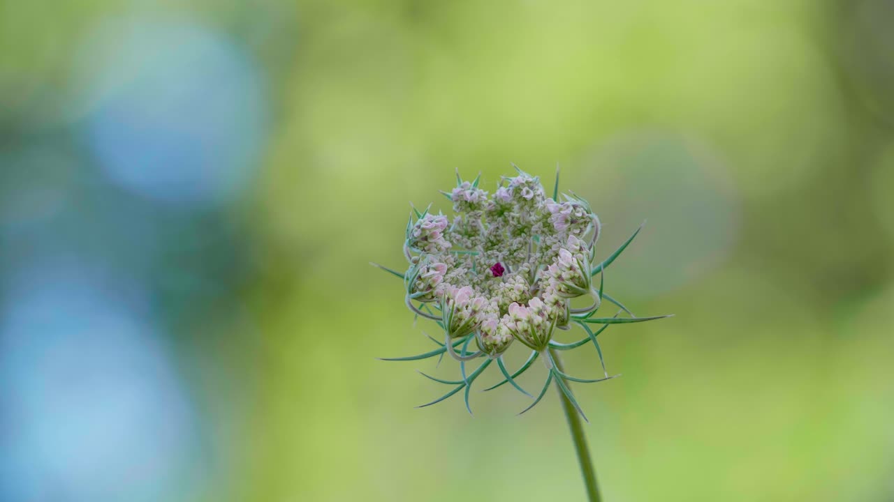 Hvitt skjermblomsthode som står høyt mot en myk grønn bokeh-bakgrunn på en eng. Detaljert naturflora-bilde.