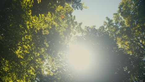 Aufnahmen-Von-Buchenlaub-Mit-Durchscheinender-Sonne-In-Dänemark-Während-Der-Mittagszeit-Im-Sommer