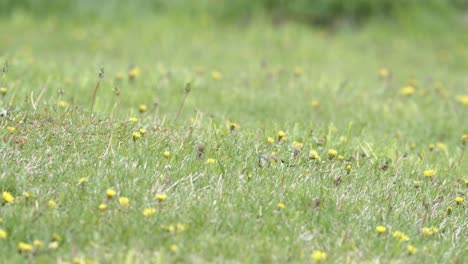 European-goldfinch-eating-dandelion-and-other-seeds-on-the-ground