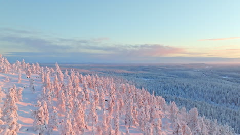 aerial view backwards over sunlit tunturi forest, snowy, winter evening in lapland