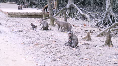 Macacos-De-Cola-Larga-En-Un-Bosque-De-Manglares-En-La-Isla-De-Los-Monos-Cerca-De-La-Ciudad-De-Ho-Chi-Minh