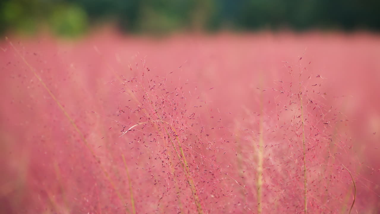 분홍색 muhly 잔디 천천히 흔들거나 muhlenbergia capillaris,  ⁇ 은 긴 잎과 작은 빨간색에서 분홍색 꽃을 가진 다년생 tufted 장식 잔디 - parallax
