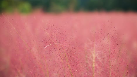 pink muhly grass slowly sways or muhlenbergia capillaris, perennial tufted ornamental grass with narrow long leaves and small red to pink flowers - parallax