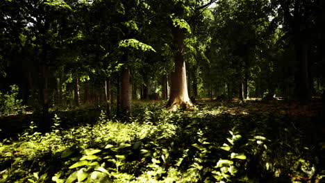 Sun-beams-through-thick-trees-branches-in-dense-green-forest