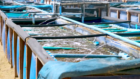 Meerwasser-Spritzt-In-Blubbernden,-Belüfteten-Abalone-Becken-Auf-Kommerzieller-Farm