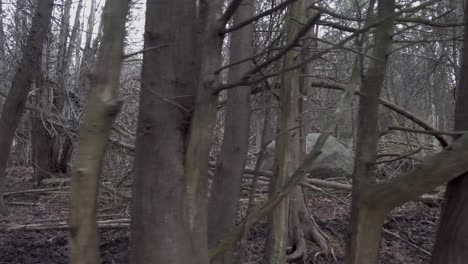 walk through a creepy forest filled with dead trees