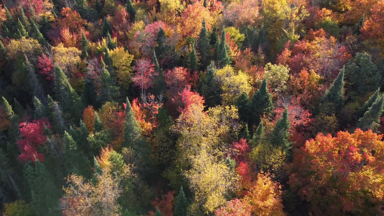 vista de arriba hacia abajo de un bosque de otoño, vista de drones desde arriba de los árboles en la temporada de otoño