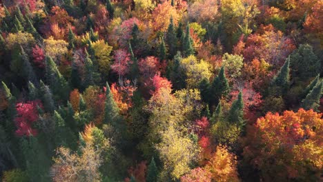 Vista-De-Arriba-Hacia-Abajo-De-Un-Bosque-De-Otoño,-Vista-De-Drones-Desde-Arriba-De-Los-árboles-En-La-Temporada-De-Otoño