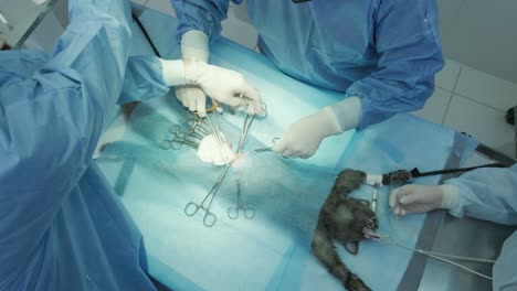 veterinarian surgeons in operating room doing cat neutering