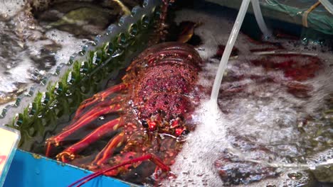 Live-crab-in-the-pool-in-front-of-the-shop