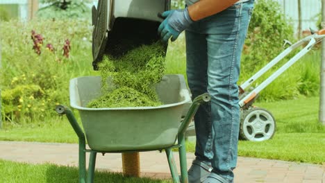 landscaper worker man stop mower engine and unload grass from lawn cutter machine bag into wheelbarrow. garden meadow lawn cutting.