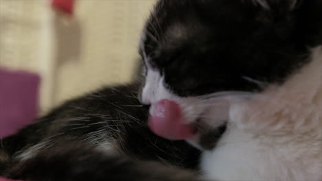 primer plano lindo gato blanco y negro yace en una cama y bostezos