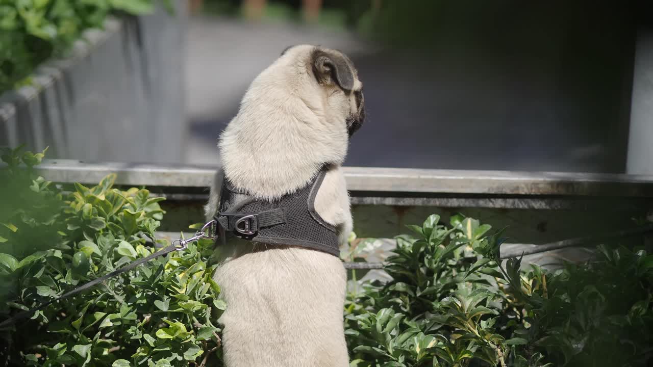 en una correa en un pug de jardín
