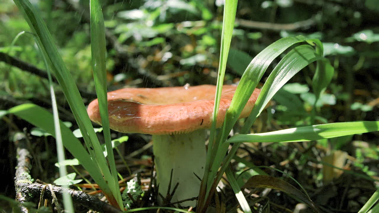 Rain-Kissed Mushroom in the Forest