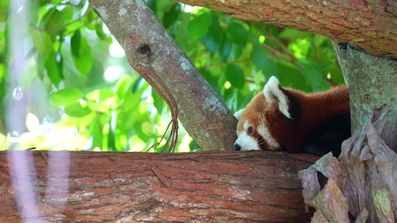 Un panda rosso (Ailurus fulgens) carino si riposa sul ramo di un albero in una giornata tranquilla, primo piano