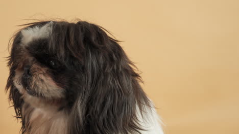 Laboured-breathing-Shih-Tzu-Toy-dog-with-his-mouth-wide-open---Close-up-portrait-shot