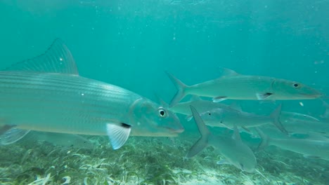 un grupo de peces huesos nadando a través de las hierbas marinas submarinas.