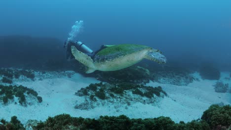 a scuba diver swims alongside a large green sea turtle as it glides through the blue tropical water