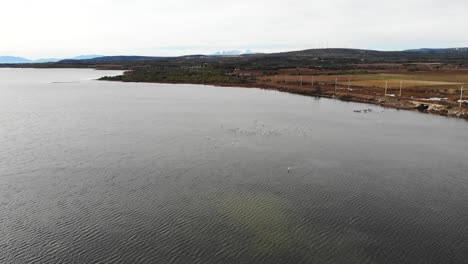 Antenne:-Schwarm-Flamingos,-Die-In-Südfrankreich-Auf-Dem-Wasser-Stehen