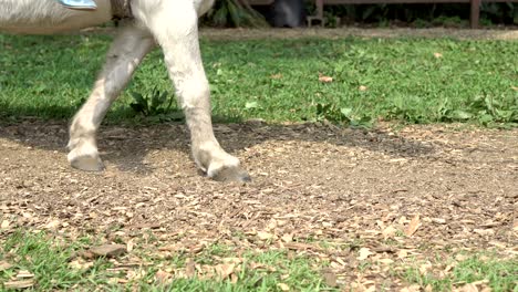 a child rides mini horse in a pasture.