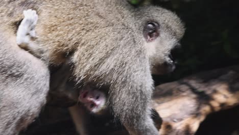 monos en su hábitat natural. hembra adulta llevando a su bebé bajo el cuerpo. animales en un parque de safari, sudáfrica
