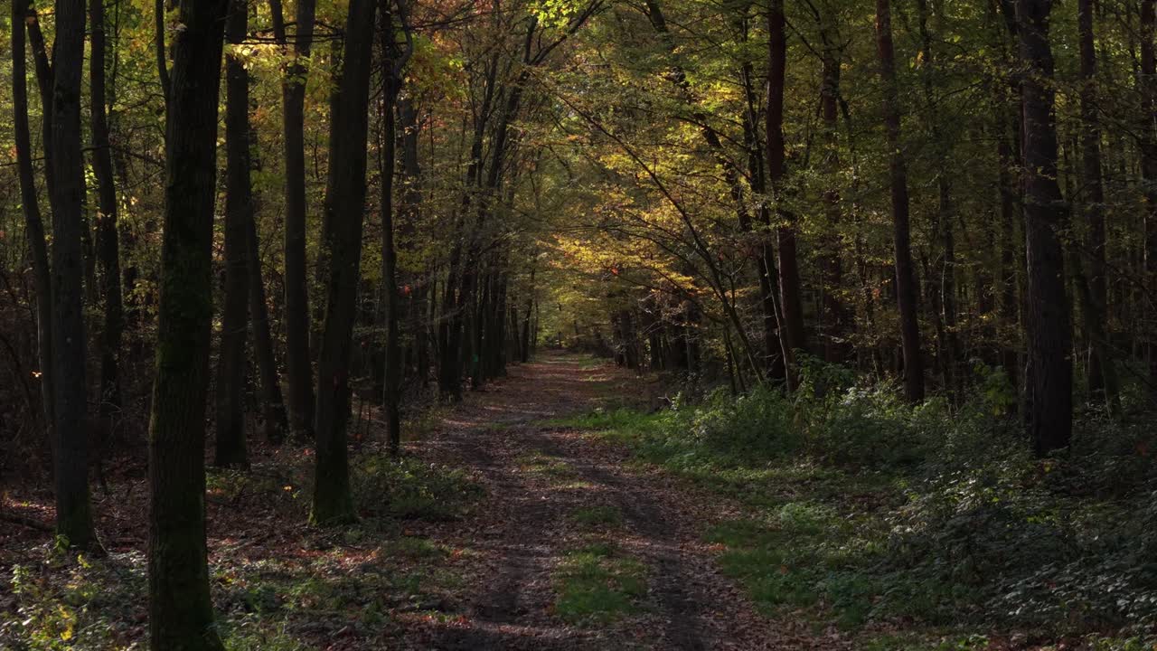 A forest trail covered with fallen leaves, illuminated by soft autumn sunlight filtering through tall trees. The path leads into the distance, surrounded by vibrant shades of orange, and green foliage