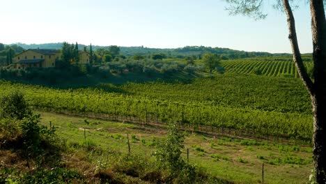 Cinematic-pan-right-of-a-grape-farm,-or-vineyard,-in-the-Chianti-Region,-Tuscany