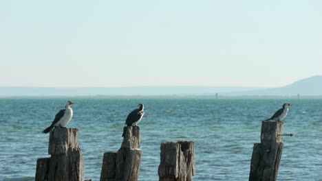 Seevögel-Sitzen-Auf-Alten-Pier--Oder-Stegruinen-Im-Meerwasser