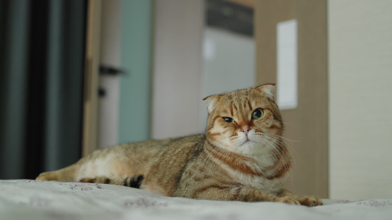 침대 위 에 있는 스코틀랜드 의 접은 고양이