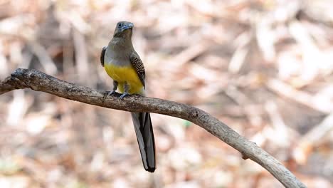 el trogón de pecho naranja es un ave confiada de tamaño mediano que se encuentra en tailandia