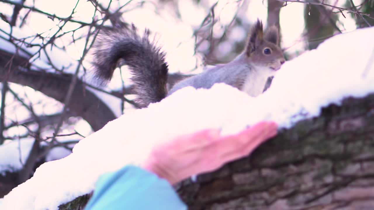 눈 속에서 먹이를 먹는 다람