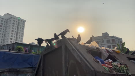 crows perch and fly in the garbage bin