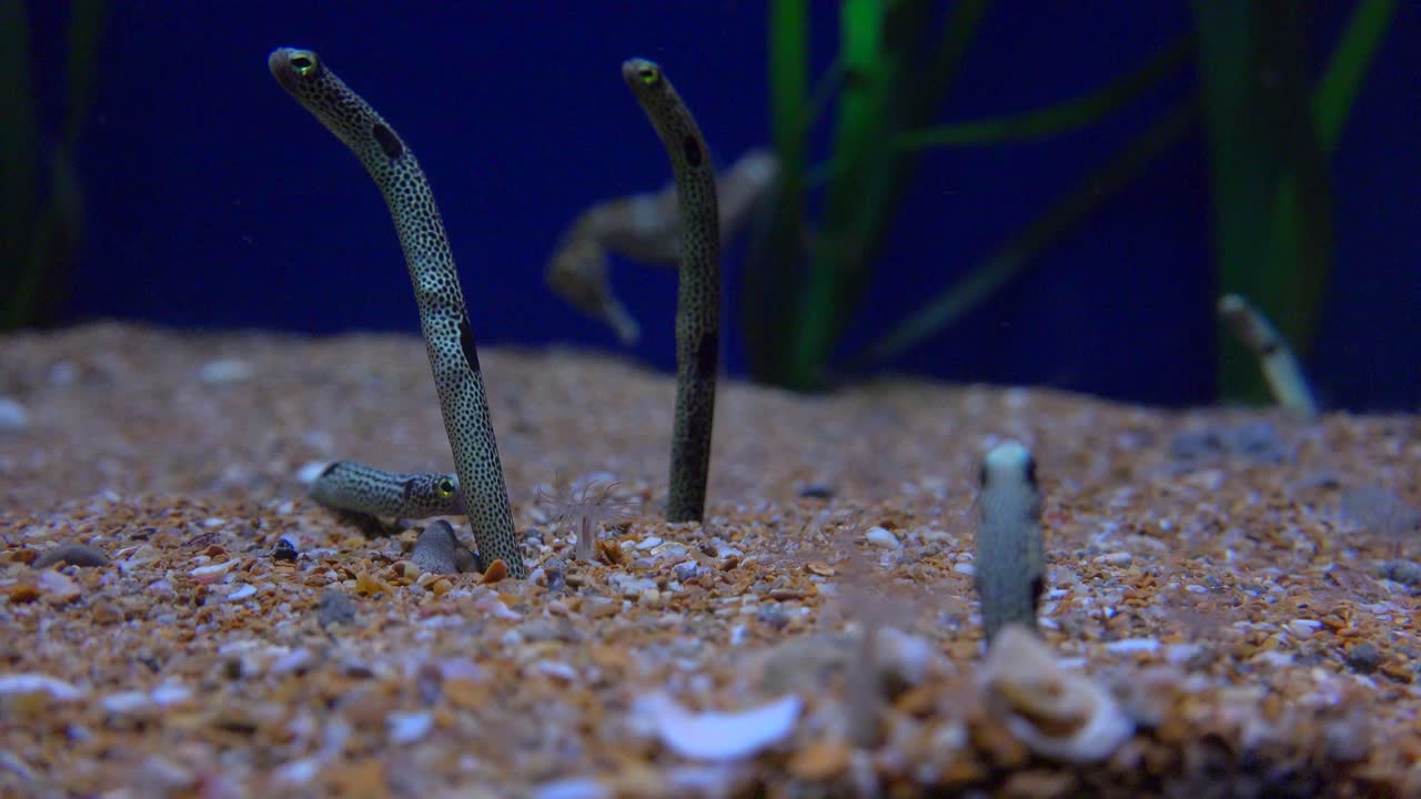 수중 모래 벌레가 머리를 위로 내밀다